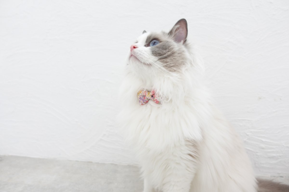 画像6: 大切な君に届けたい花束コレクションB柄・リボン猫首輪(ピンク系小花柄リボン×パープルリーフ柄首輪) (6)