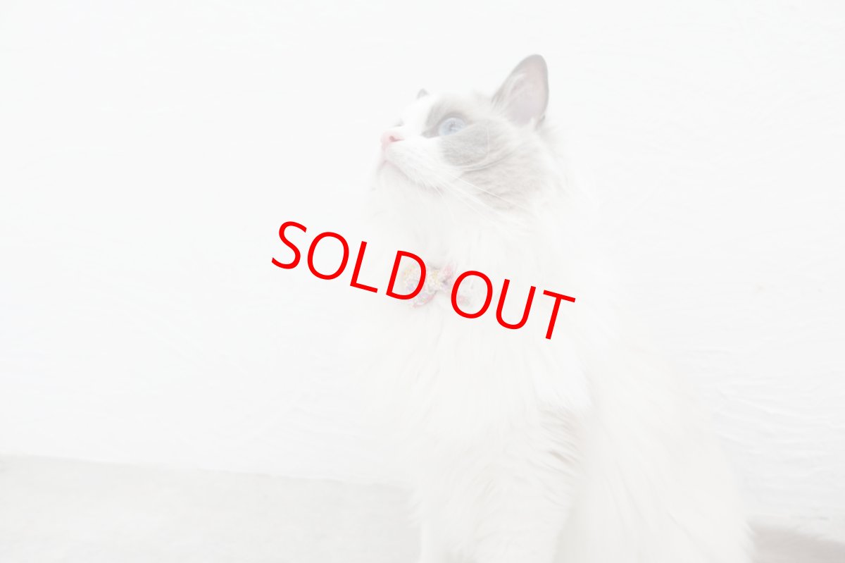 画像5: 大切な君に届けたい花束コレクションE柄・リボン猫首輪・（ピンク系小花柄リボン×小花柄首輪） (5)