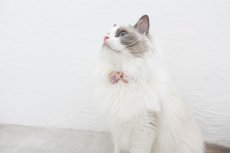 画像4: MODA・モダファブリックシリーズ・Regent Street （レジェンドストリート）・リボン猫首輪・（ピンク系小花柄リボン×ピンクドット首輪） (4)