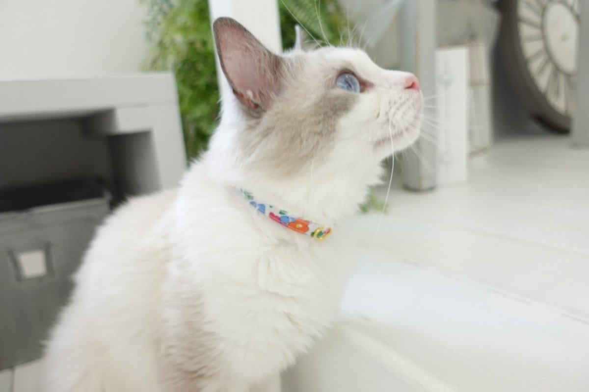 画像8: 子猫用首輪・エアリー首輪・LIBERTY Fabrics・リバティ・ファブリックス猫首輪・COLLEEN’S ORCHARD(コリーンズ・オーチャード)ピンク×イエロー (8)