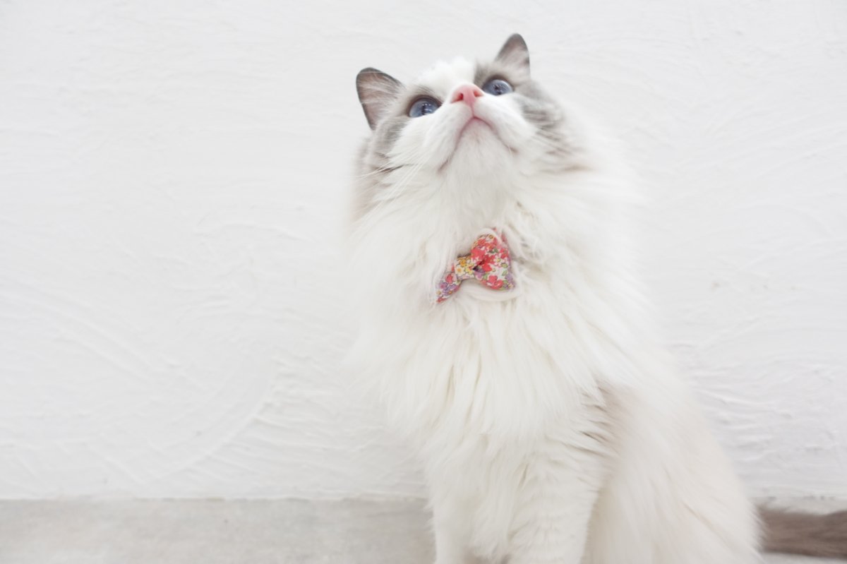 画像5: 大切な君に届けたい花束コレクションB柄・リボン猫首輪(ピンク系小花柄リボン×パープルリーフ柄首輪) (5)