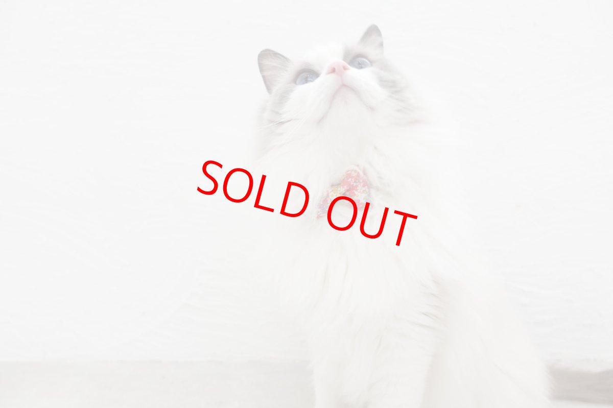 画像6: 大切な君に届けたい花束コレクションE柄・リボン猫首輪・（ピンク系小花柄リボン×小花柄首輪） (6)