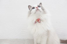 画像3: MODA・モダファブリックシリーズ・Regent Street （レジェンドストリート）・リボン猫首輪・（ピンク系小花柄リボン×ピンクドット首輪） (3)