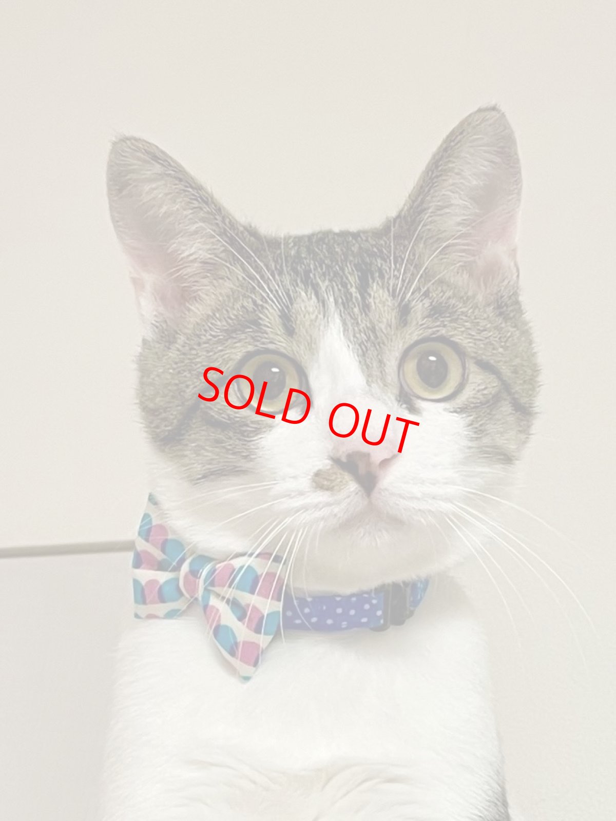 画像6: おめかし猫のおさんぽコレクション/Iタイプ/リボン猫首輪 (6)