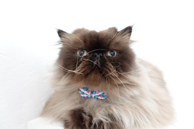 画像1: おめかし猫のおさんぽコレクション/Eタイプ/リボン猫首輪