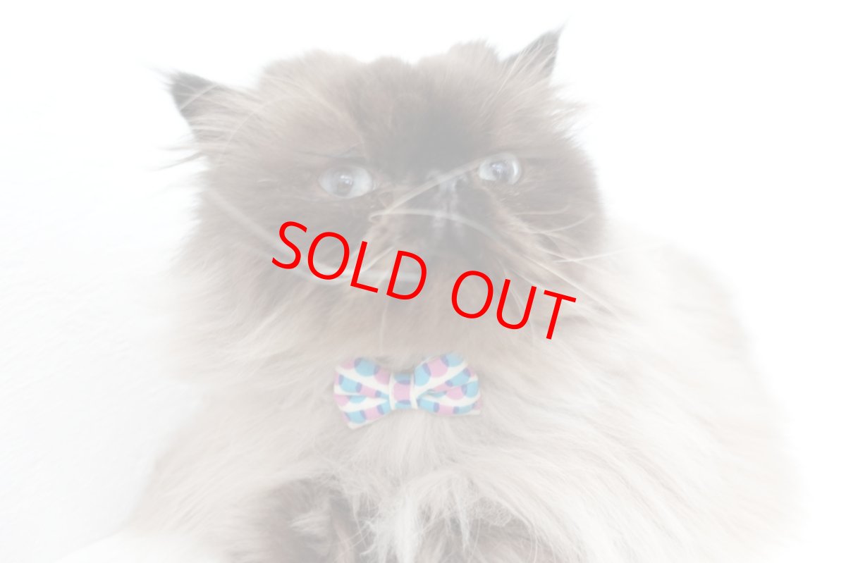 画像9: おめかし猫のおさんぽコレクション/Eタイプ/リボン猫首輪 (9)