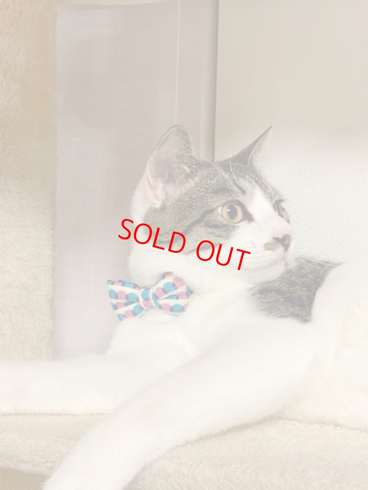 画像5: おめかし猫のおさんぽコレクション/Iタイプ/リボン猫首輪 (5)