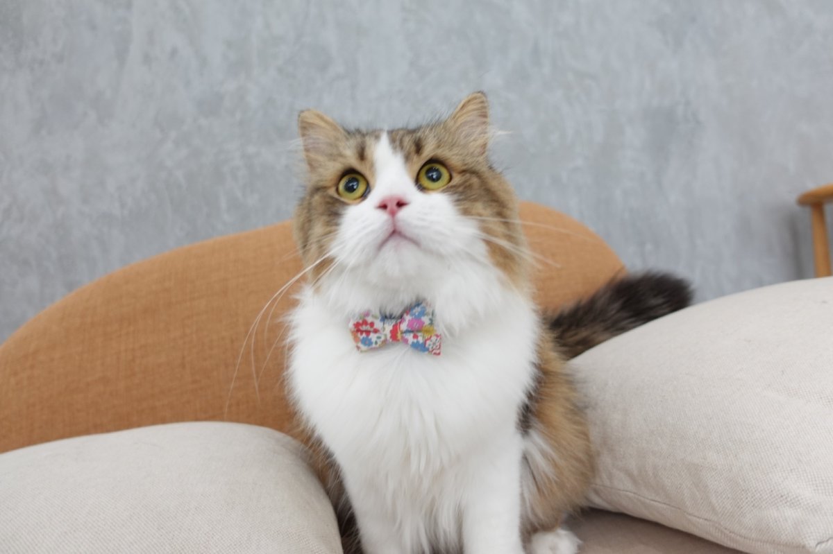 画像6: 大切な君に届けたい花束コレクションD柄・リボン猫首輪・(ブルー系小花柄リボン×パープルリーフ柄首輪) (6)