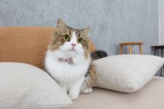 画像5: MODA・モダファブリックシリーズ・Regent Street （レジェンドストリート）・リボン猫首輪・（ブルー系小花柄リボン×パープルリーフ柄首輪） (5)