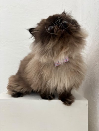 画像1: MODA・モダファブリックシリーズ・Holiday Essentials Americana（ホリデーエッセンシャルズアメリカーナ）・リボン猫首輪・（トリコロールリボン首輪）