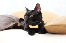 画像6: MODA・モダファブリックシリーズ・On The Bright Side（オンザブライトサイド）・リボン猫首輪・（イエローリボン×トリコロール首輪） (6)