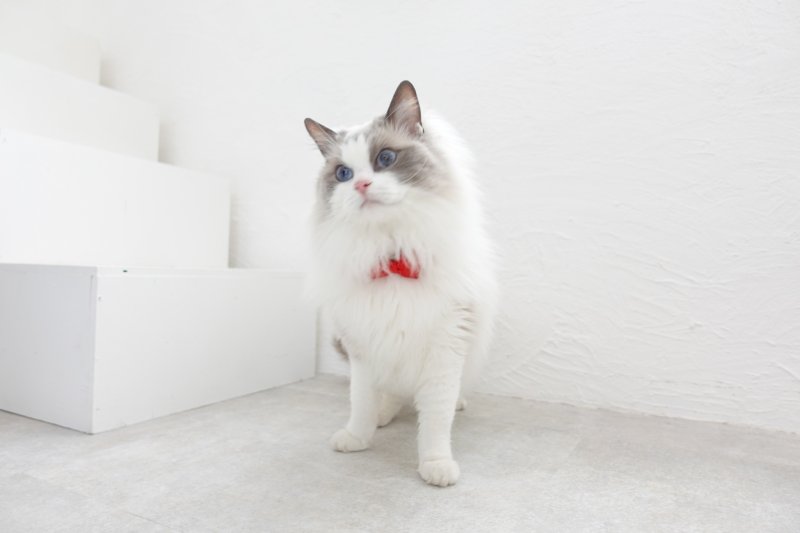 画像3: ビオラリボン猫首輪・（ビオラ型リボン×ローズガーデン小花柄首輪）