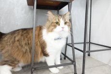 画像7: MODA・モダファブリックシリーズ・Animal Animal（アニマルアニマル）・リボン猫首輪・（ブルー＆パープルリボン×イエロードット首輪） (7)