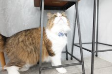画像6: MODA・モダファブリックシリーズ・Animal Animal（アニマルアニマル）・リボン猫首輪・（ブルー＆パープルリボン×イエロードット首輪） (6)
