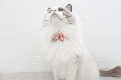 画像3: MODA・モダファブリックシリーズ・Regent Street （レジェンドストリート）・リボン猫首輪・（ピンク系小花柄リボン×ピンクドット首輪）