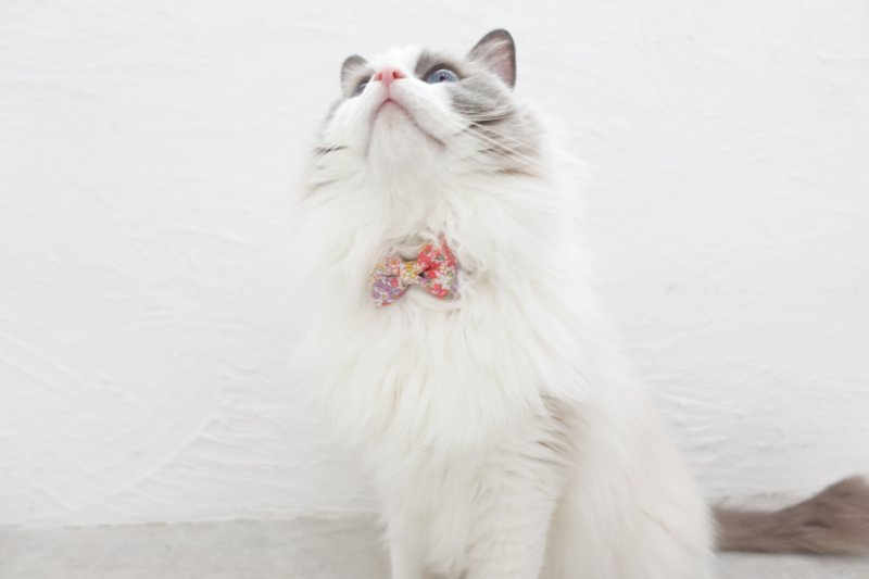 画像3: MODA・モダファブリックシリーズ・On The Bright Side(オンザブライトサイド)・リボン猫首輪・(イエローリボン×ピンク系小花柄首輪)