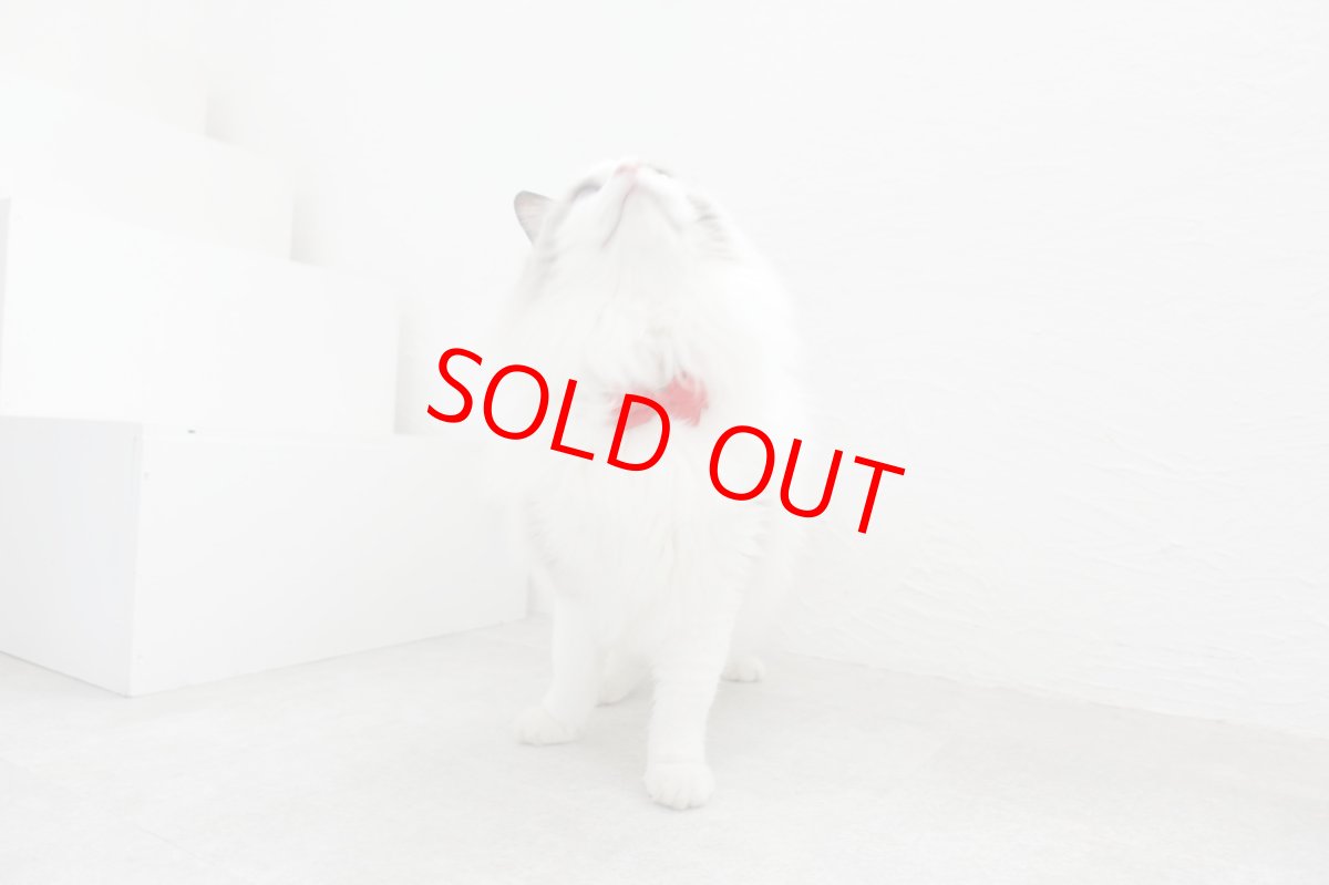 画像5: ビオラリボン猫首輪・（ビオラ型リボン×ローズガーデン小花柄首輪） (5)