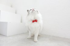画像5: ビオラリボン猫首輪・（ビオラ型リボン×ローズガーデン小花柄首輪） (5)