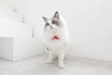 画像4: ビオラリボン猫首輪・（ビオラ型リボン×ローズガーデン小花柄首輪） (4)