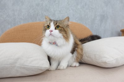 画像3: MODA・モダファブリックシリーズ・Dainty Meadow（デインティメドウ）・リボン猫首輪・（水色リボン×パープルリーフ柄首輪）