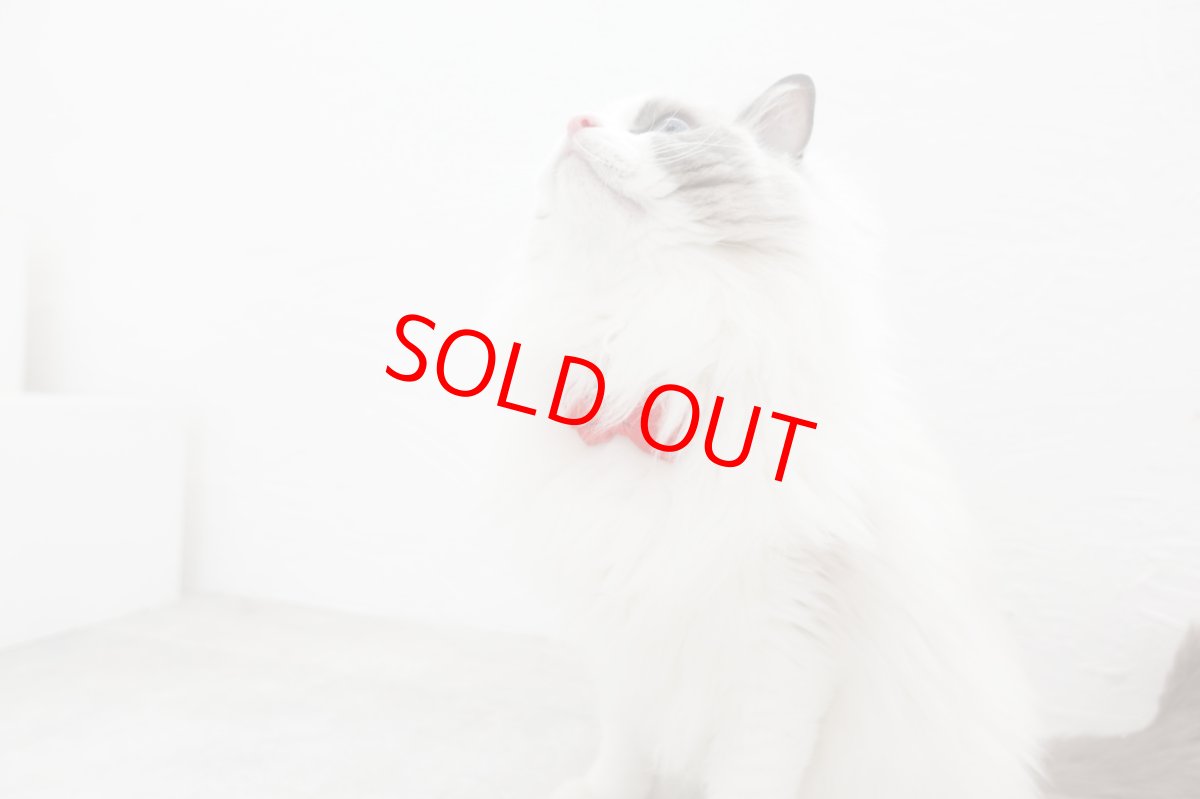 画像3: ビオラリボン猫首輪・（ビオラ型リボン×ローズガーデン小花柄首輪） (3)