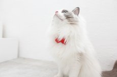 画像3: ビオラリボン猫首輪・（ビオラ型リボン×ローズガーデン小花柄首輪） (3)
