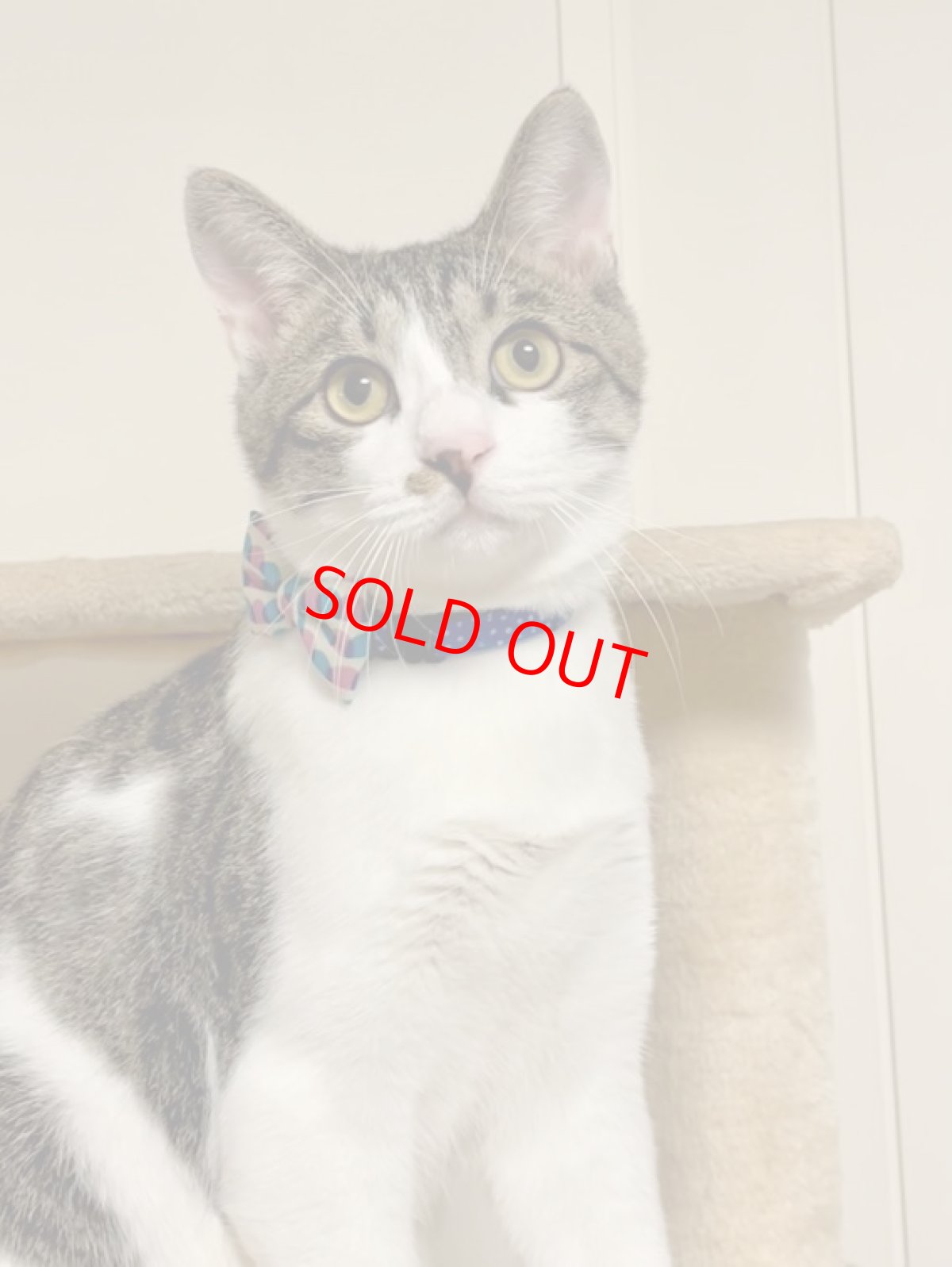 画像7: おめかし猫のおさんぽコレクション/Iタイプ/リボン猫首輪 (7)