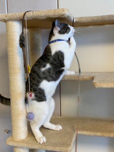 画像7: MODA・モダファブリックシリーズ・On The Bright Side（オンザブライトサイド）・リボン猫首輪・（イエロードットリボン×ブルードット首輪） (7)
