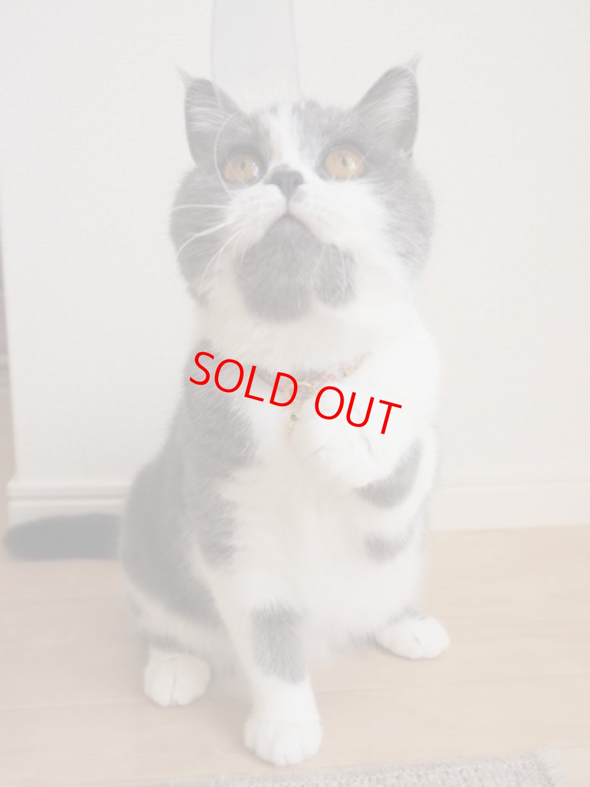 画像8: 大切な君に届けたい花束コレクションE柄・リボン猫首輪・（ピンク系小花柄リボン×小花柄首輪） (8)