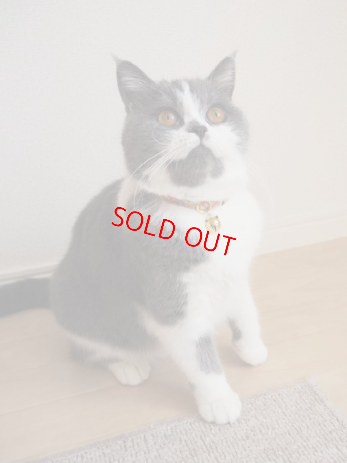 画像7: 大切な君に届けたい花束コレクションE柄・リボン猫首輪・（ピンク系小花柄リボン×小花柄首輪） (7)