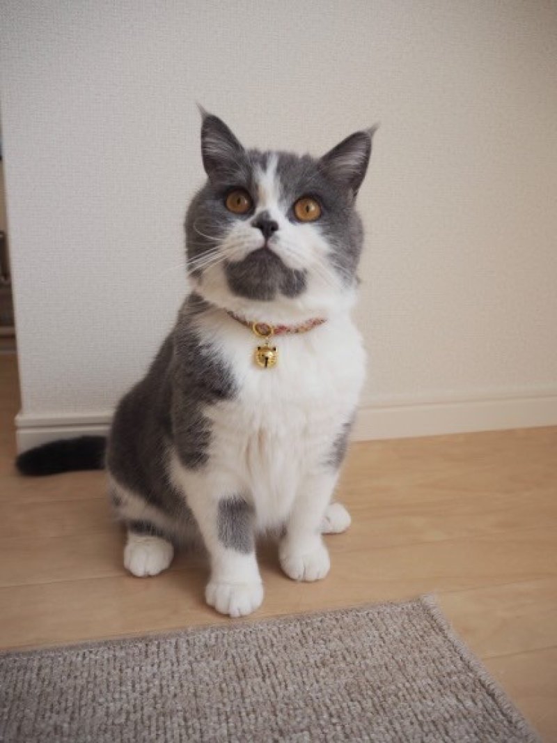 画像1: MODA・モダファブリックシリーズ・On The Bright Side(オンザブライトサイド)・リボン猫首輪・(イエローリボン×ピンク系小花柄首輪)