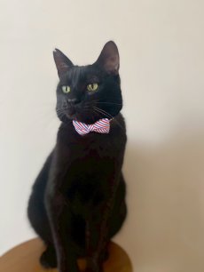 画像7: MODA・モダファブリックシリーズ・Holiday Essentials Americana（ホリデーエッセンシャルズアメリカーナ）・リボン猫首輪・（トリコロールリボン×イエロードット首輪） (7)
