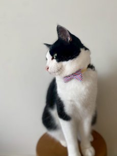 画像6: MODA・モダファブリックシリーズ・Holiday Essentials Americana（ホリデーエッセンシャルズアメリカーナ）・リボン猫首輪・（トリコロールリボン×イエロードット首輪） (6)