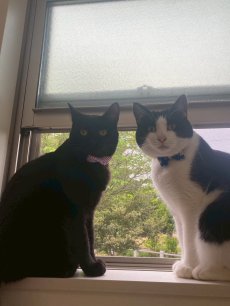 画像6: MODA・モダファブリックシリーズ・All American（オールアメリカン）・リボン猫首輪・（ブルー格子柄リボン×イエロードット首輪） (6)