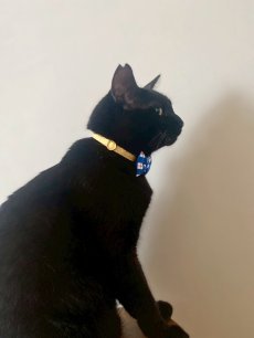 画像7: MODA・モダファブリックシリーズ・All American（オールアメリカン）・リボン猫首輪・（ブルー格子柄リボン×イエロードット首輪） (7)