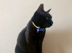 画像9: MODA・モダファブリックシリーズ・All American（オールアメリカン）・リボン猫首輪・（ブルー格子柄リボン×イエロードット首輪） (9)