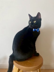 画像10: MODA・モダファブリックシリーズ・All American（オールアメリカン）・リボン猫首輪・（ブルー格子柄リボン×イエロードット首輪） (10)