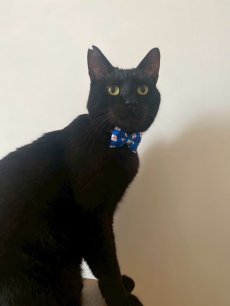 画像8: MODA・モダファブリックシリーズ・All American（オールアメリカン）・リボン猫首輪・（ブルー格子柄リボン×イエロードット首輪） (8)