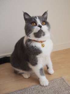 画像6: MODA・モダファブリックシリーズ・Georgia （ジョージア）・リボン猫首輪・（パープルリーフ柄リボン＆小花柄首輪） (6)