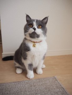画像7: MODA・モダファブリックシリーズ・Georgia （ジョージア）・リボン猫首輪・（パープルリーフ柄リボン＆小花柄首輪） (7)