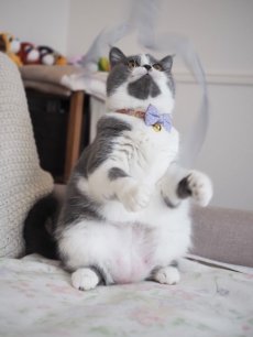 画像5: MODA・モダファブリックシリーズ・Georgia （ジョージア）・リボン猫首輪・（パープルリーフ柄リボン＆小花柄首輪） (5)