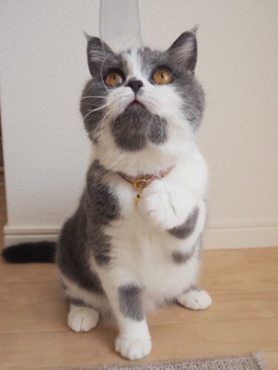 画像3: MODA・モダファブリックシリーズ・Georgia （ジョージア）・リボン猫首輪・（パープルリーフ柄リボン＆小花柄首輪）