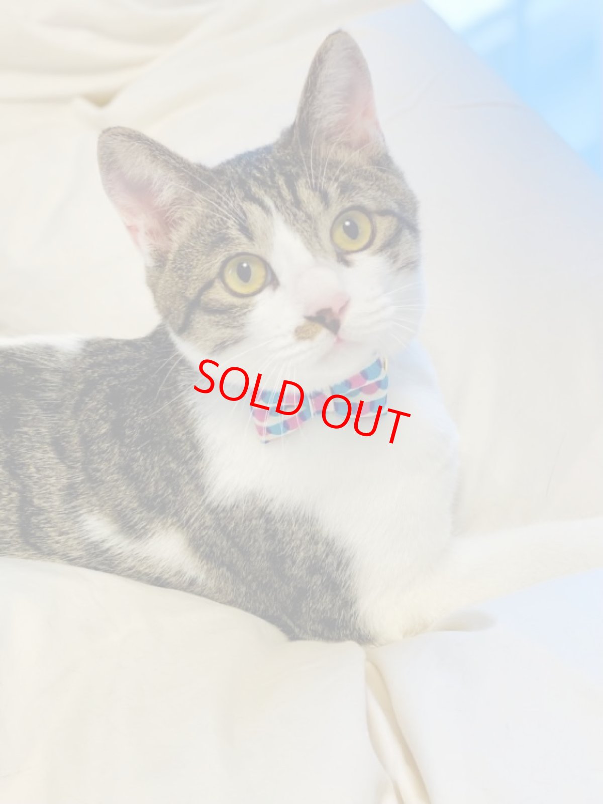 画像4: おめかし猫のおさんぽコレクション/Iタイプ/リボン猫首輪 (4)