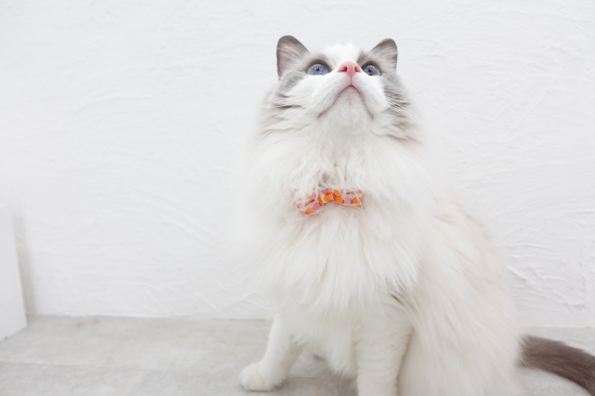 画像5: MODA・モダファブリックシリーズ・Ruby Star（ルビースター）・リボン猫首輪・（ピンク＆オレンジリボン×ブルー系小花柄首輪） (5)