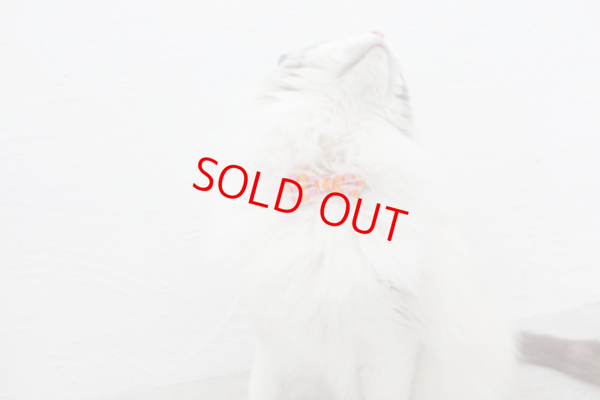 画像6: MODA・モダファブリックシリーズ・On The Bright Side（オンザブライトサイド）・リボン猫首輪・（ピンクドットリボン×水色首輪） (6)