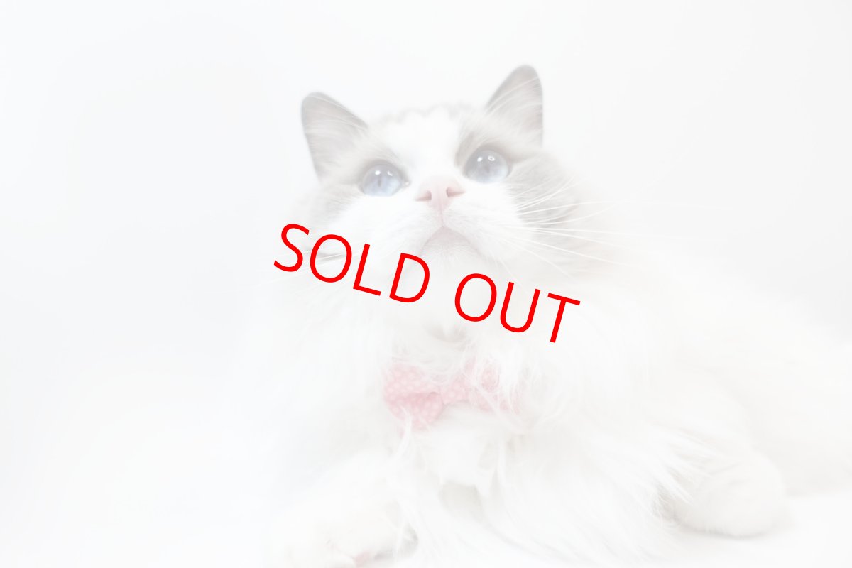 画像5: MODA・モダファブリックシリーズ・On The Bright Side（オンザブライトサイド）・リボン猫首輪・（ピンクドットリボン×水色首輪） (5)