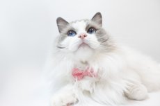画像5: MODA・モダファブリックシリーズ・On The Bright Side（オンザブライトサイド）・リボン猫首輪・（ピンクドットリボン×水色首輪） (5)