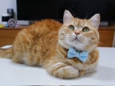 画像6: MODA・モダファブリックシリーズ・Dainty Meadow（デインティメドウ）・リボン猫首輪・（水色リボン×イエロードット首輪） (6)