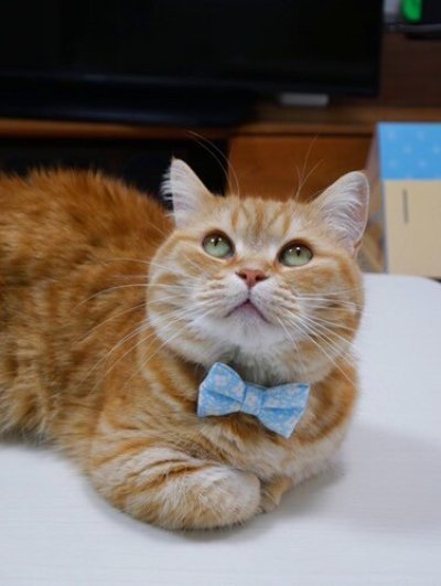 画像3: MODA・モダファブリックシリーズ・Dainty Meadow（デインティメドウ）・リボン猫首輪・（水色リボン×ピンクドット首輪）