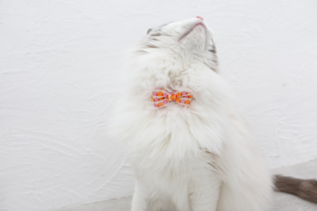 画像6: MODA・モダファブリックシリーズ・Ruby Star（ルビースター）・リボン猫首輪・（ピンク＆オレンジリボン×ブルー系小花柄首輪） (6)